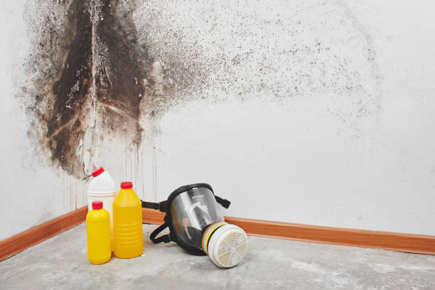 Office Mold Removal Services in Liberty Hill, TX