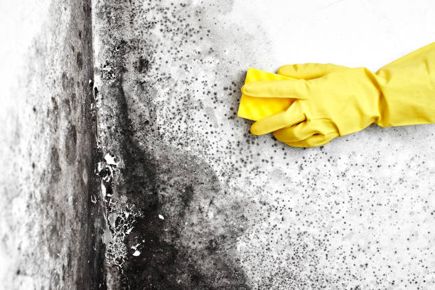Best Mold Removal and Inspection  in Liberty Hill, TX