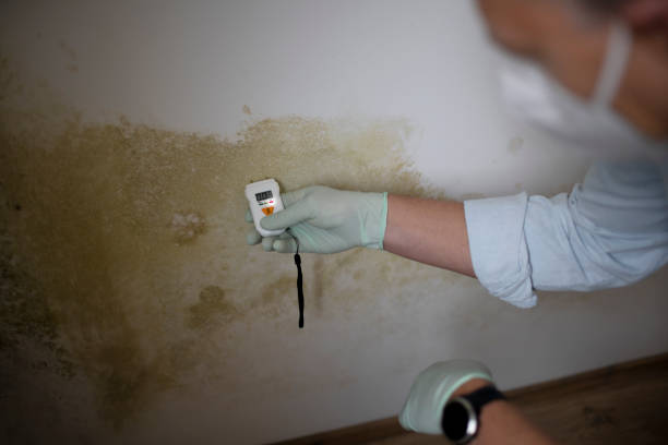 Best Office Mold Removal Services  in Liberty Hill, TX