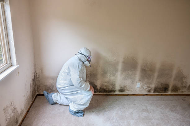 Best Mold Remediation Experts  in Liberty Hill, TX
