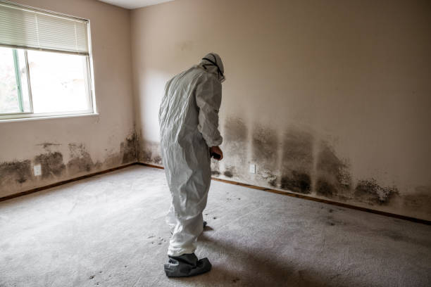 Best Toxic Mold Removal  in Liberty Hill, TX