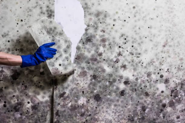 Best Same-Day Mold Removal  in Liberty Hill, TX