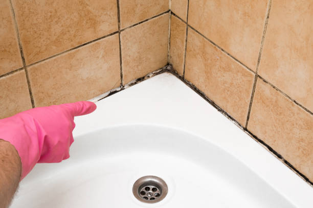 Mold Removal Process in Liberty Hill, TX